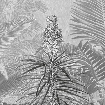 Komar Papier peint photo Amazonia Noir et blanc 400x250 cm
