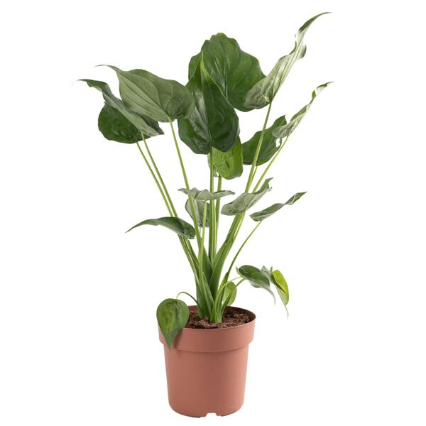 vidaXL Alocasia Cucullata &Oslash;21 hauteur 65-75 cm