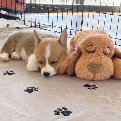 Snuggle Puppy Jouet en peluche pour chien Heartbeat Marron biscuit