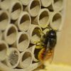 LUXUS-INSEKTENHOTELS Maison &agrave; abeilles et pochettes en papier et trous
