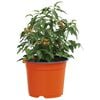 vidaXL Pot &agrave; fleurs 200 pcs Terre cuite &Oslash; 15 x 12,5 cm Plastique