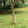vidaXL Rouleau de jute 0,25x25 m 100 % jute 200 g/m²