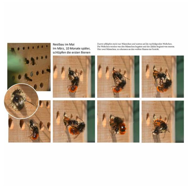 LUXUS-INSEKTENHOTELS H&ocirc;tel &agrave; insectes avec toit en h&ecirc;tre Maja naturel