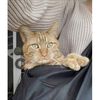 4Lazylegs Sac de transport animaux Pocket Basic Polyester 15 kg Noir
