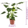 vidaXL Alocasia Cucullata &Oslash;21 hauteur 65-75 cm