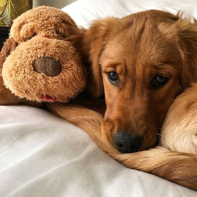 Snuggle Puppy Jouet en peluche pour chien Heartbeat Marron biscuit