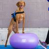 FitPAWS Balle d'&eacute;quilibre pour animaux de compagnie TRAX Donut 55 cm