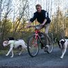 SPRINGER Kit d'exercice de v&eacute;lo pour chiens