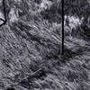 vidaXL Tapis Shaggy à poils longs NAVARRA gris foncé 300x200 cm