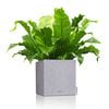 LECHUZA Jardini&egrave;re CANTO Stone 30 Low ALL-IN-ONE Gris pierre