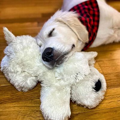 Snuggle Puppy Jouet en peluche pour chien Heartbeat Doré