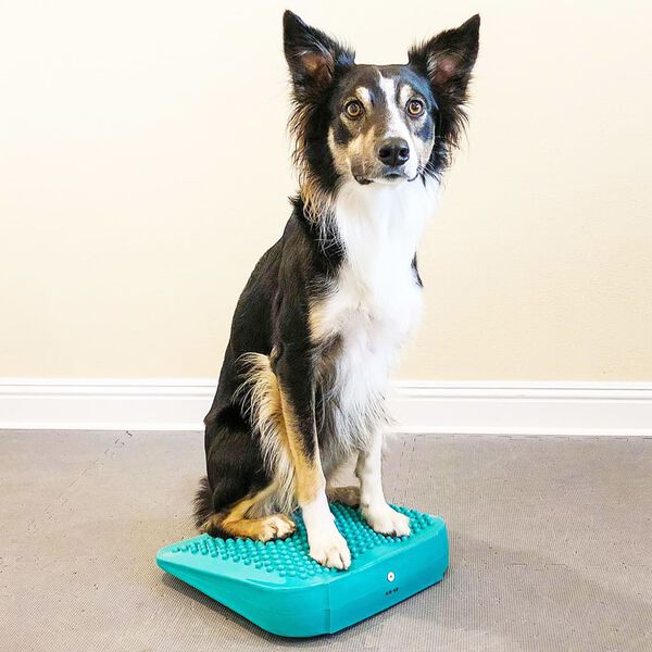 FitPAWS Rampe d'&eacute;quilibre pour animaux de compagnie 35x35x7 cm Bleu