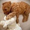Snuggle Puppy Jouet en peluche pour chien Heartbeat Dor&eacute;