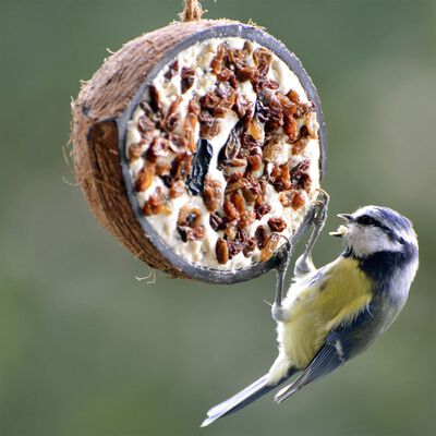 Mélange de graines pour les oiseaux indigènes - Animaux du jardin -  Animal.Compagnie