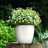 LECHUZA Jardinière Classico Color 28 ALL-IN-ONE Blanc brillant 13190