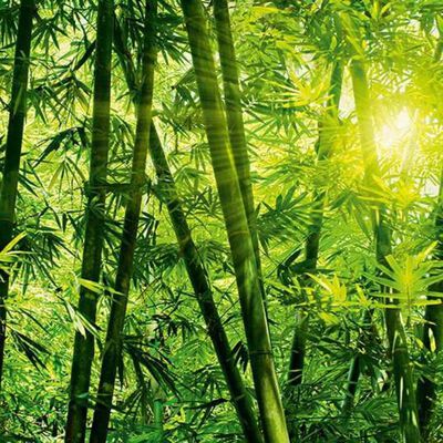 W&G Papier peint photo Bamboo Forest