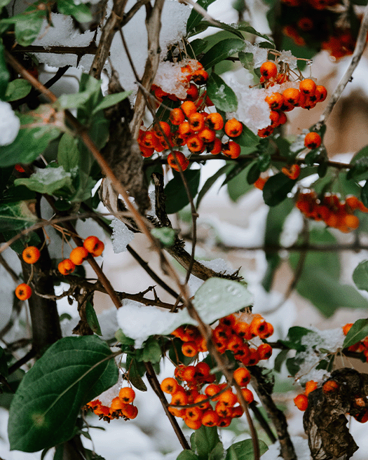 Orange winter berries on branches in the winter