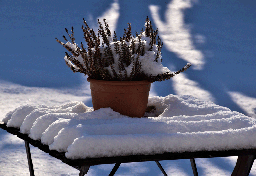 Comment faire pousser des légumes en intérieur l'hiver ? – Blog BUT