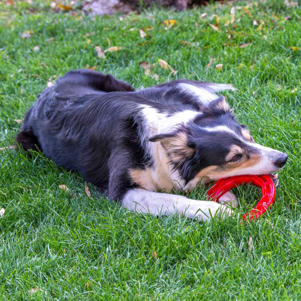Ferplast Jouet dentaire pour chien Smile Moyen Rouge