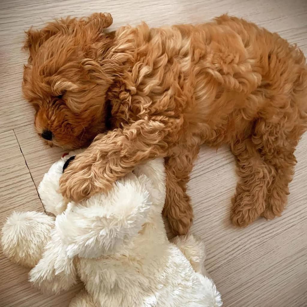 Snuggle Puppy Jouet en peluche pour chien Heartbeat Doré